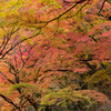 紅葉　～香嵐渓～