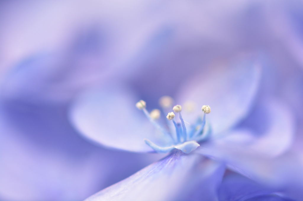 hydrangea③