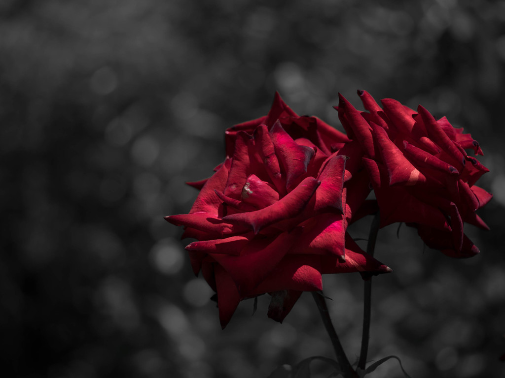 Red rose
