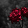 Red rose