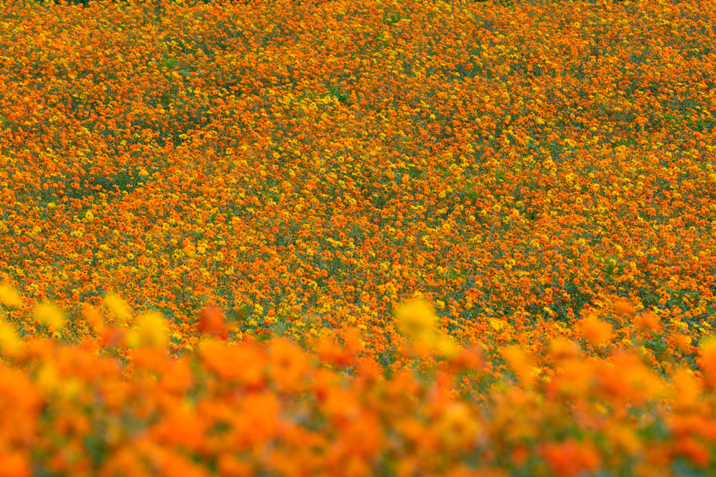 Cosmos sulphureus