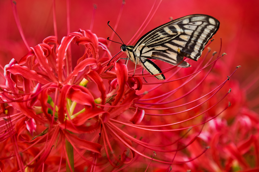 Swallowtail butterfly