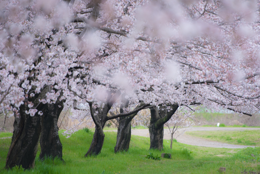 桜並木