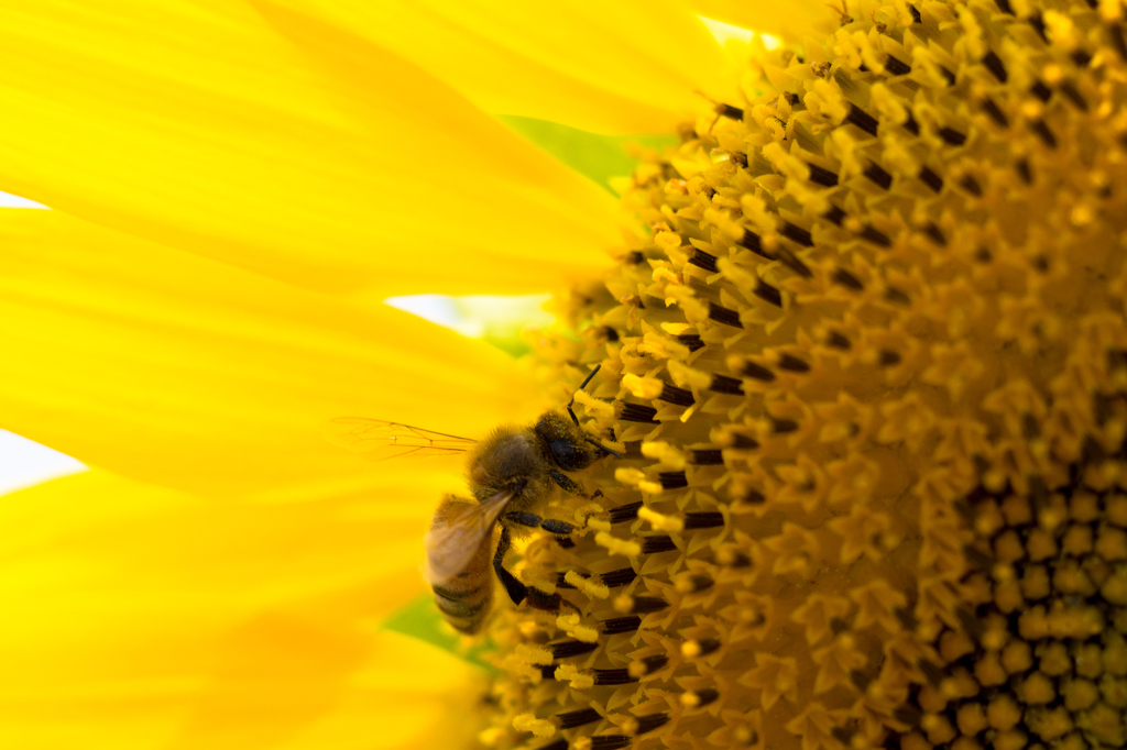 honey bee