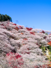 四季桜