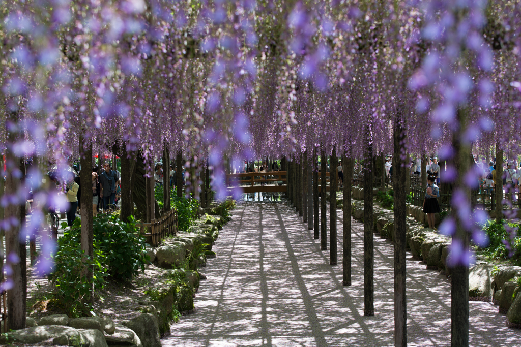 Wisteria③