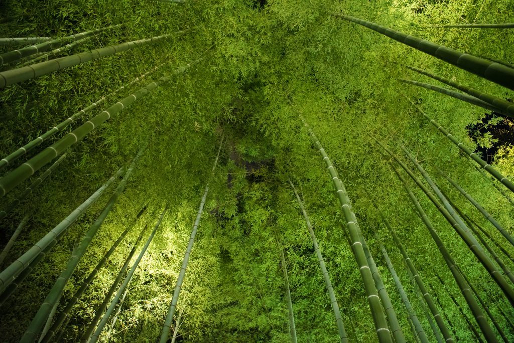 高台寺の竹林