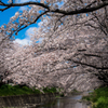 桜のトンネル