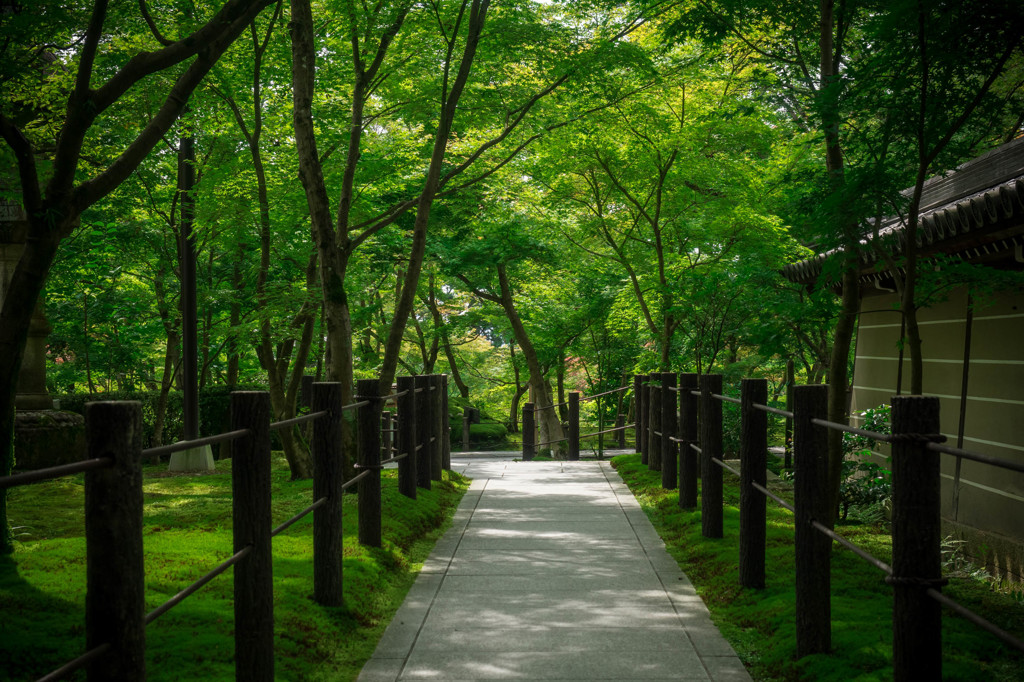 新緑の小路