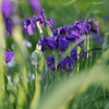 花菖蒲②