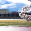 雨上がりの桜