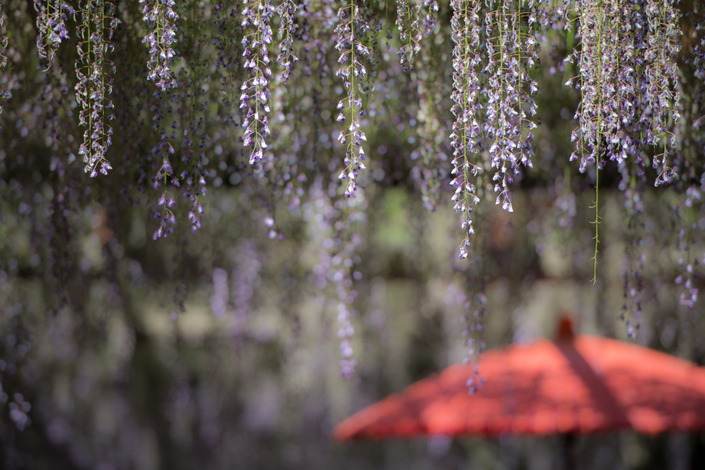 Wisteria②
