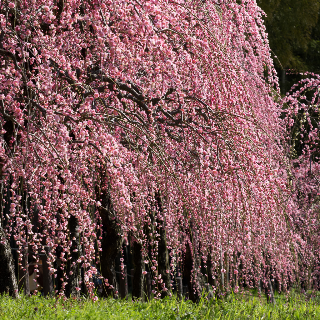 weeping plum
