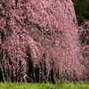 weeping plum