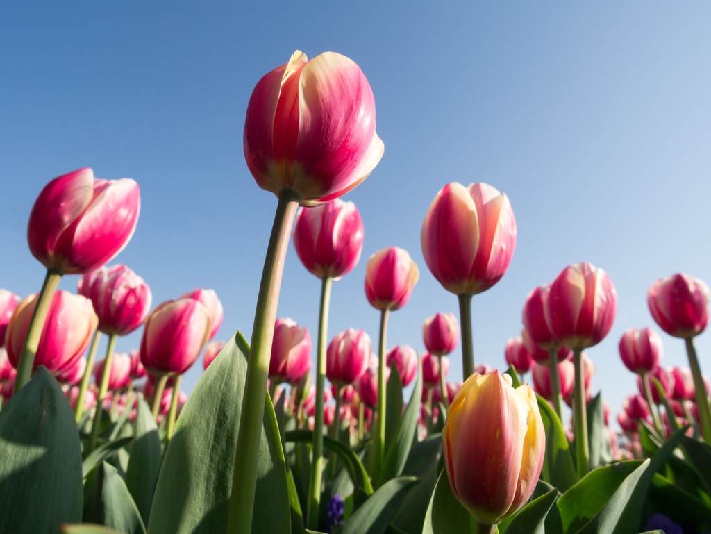 tulip