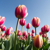 tulip