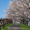 晴天の桜