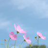 cosmos