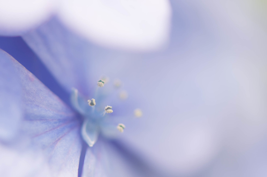 hydrangea①