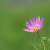 cosmos