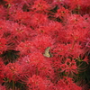 Cluster amaryllis