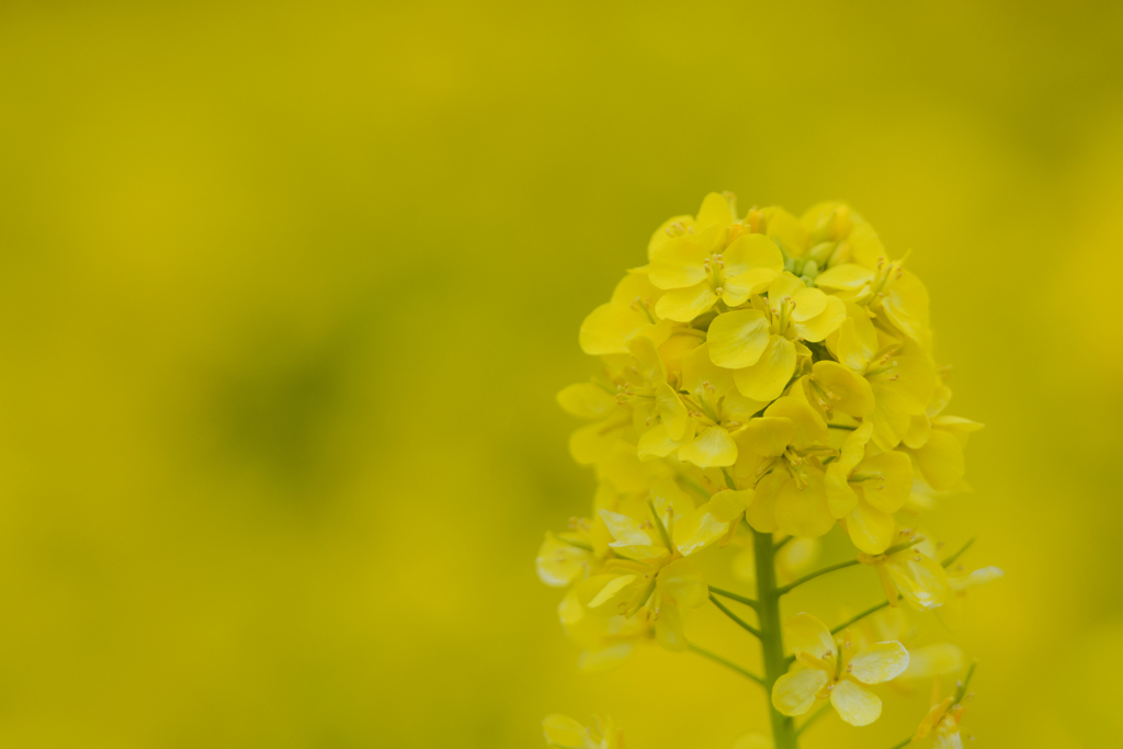 菜の花