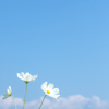 sky blue