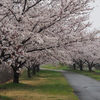雨の桜並木