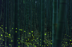竹藪のヒメボタル