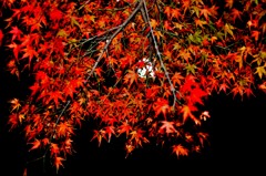 紅葉