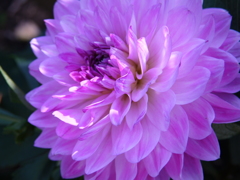 dahlia 
