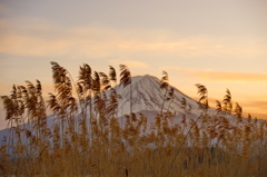 夕暮れすすき富士