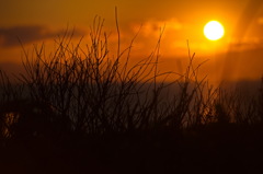 枯れ枝と夕焼け