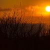 枯れ枝と夕焼け