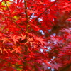 筑波山のもみじ01