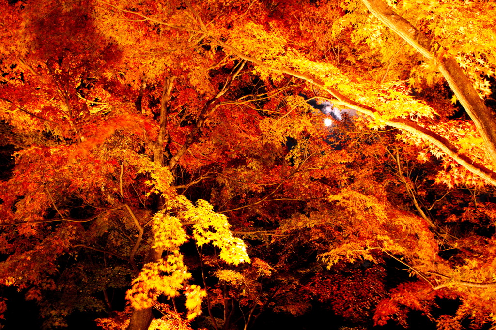 紅葉ライトアップと月