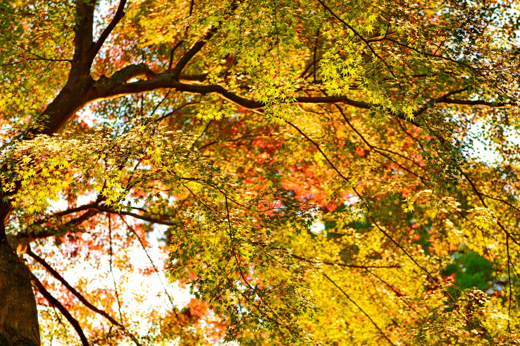 筑波山の紅葉01