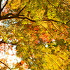 筑波山の紅葉01
