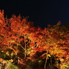 筑波山紅葉ライトアップ02