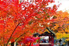 筑波山神社の紅葉