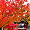 筑波山神社の紅葉