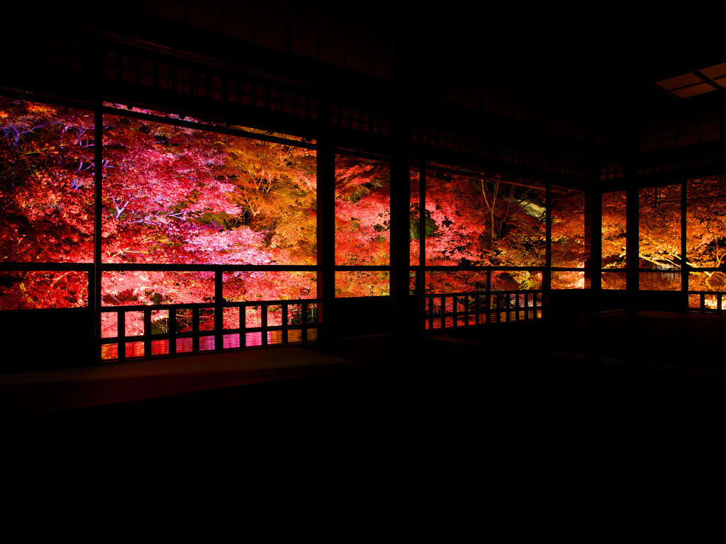 瑠璃光院 - 秋の夜間特別拝観 ／ Rurikou-in Komyo-ji Te