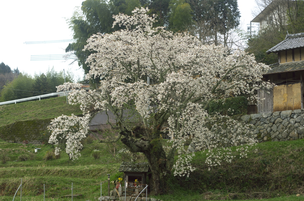 北向地蔵桜（2）