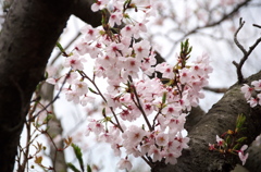 永楽ダムの桜(2)