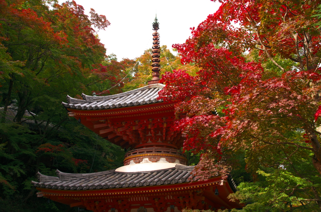 大威徳寺の紅葉