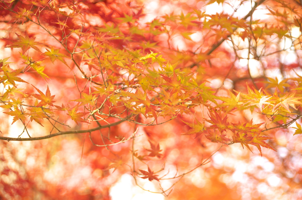 紅葉