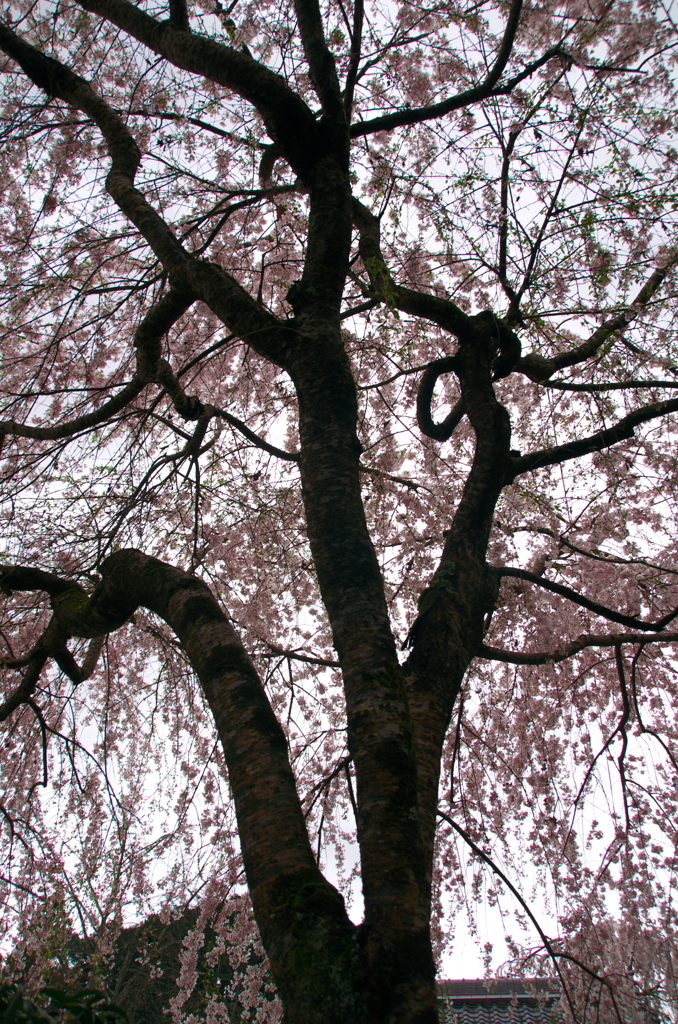 大野寺の枝垂れ桜(4)