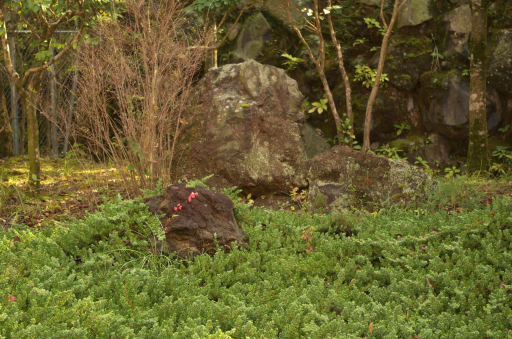 紅葉？
