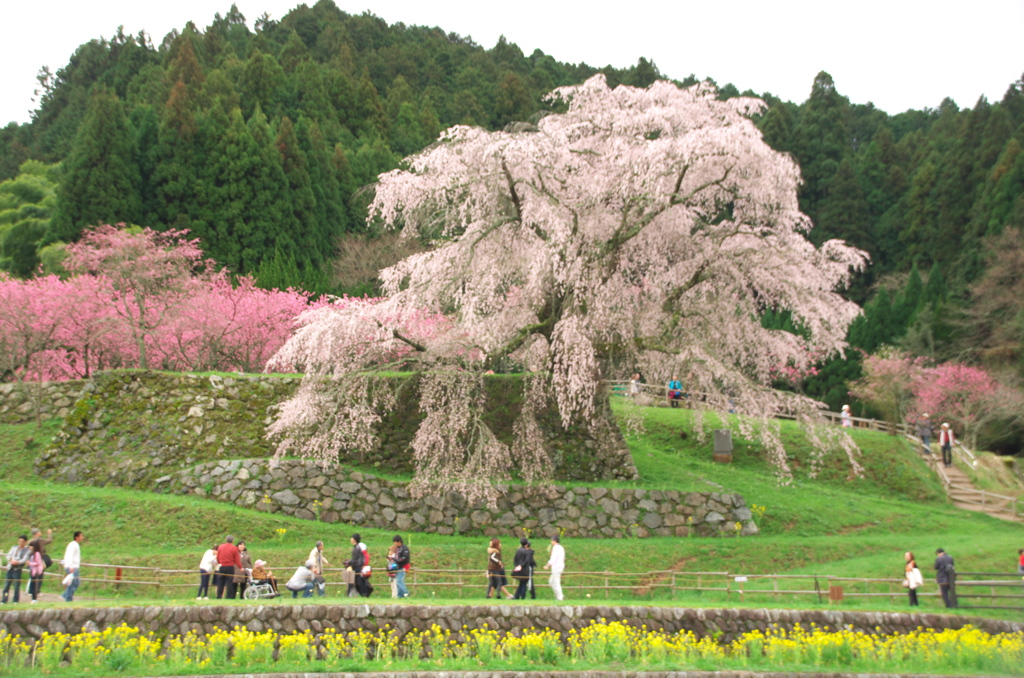 又兵衛桜(7)