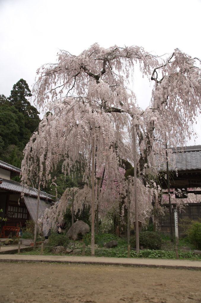 大野寺の枝垂れ桜(2)
